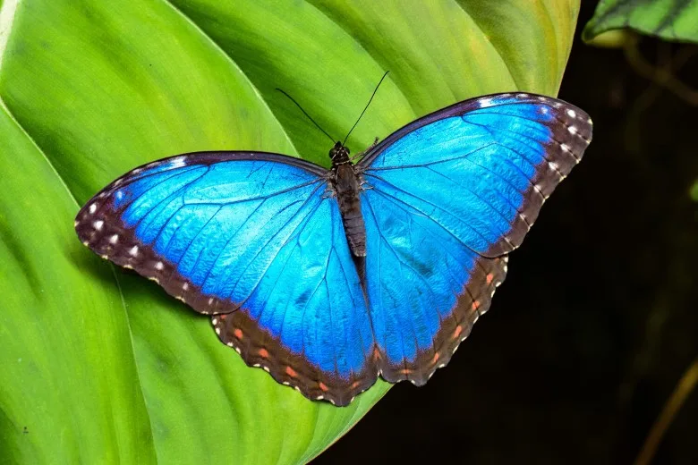 Animais da Floresta Amazônica