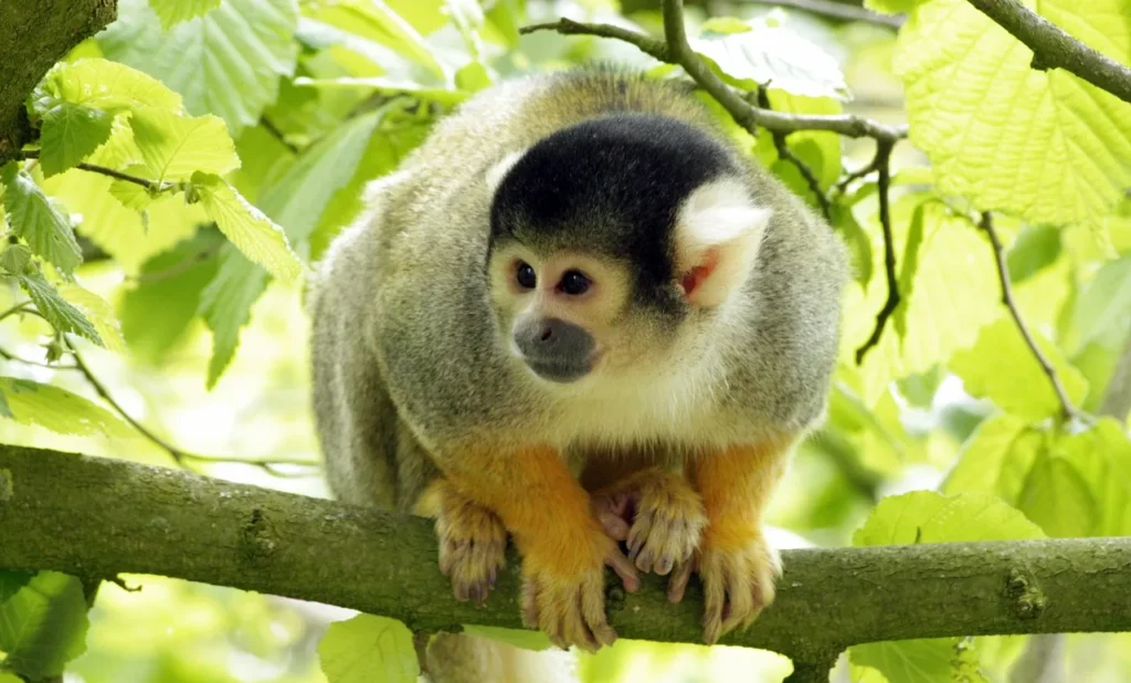Mamíferos de la Selva Amazónica