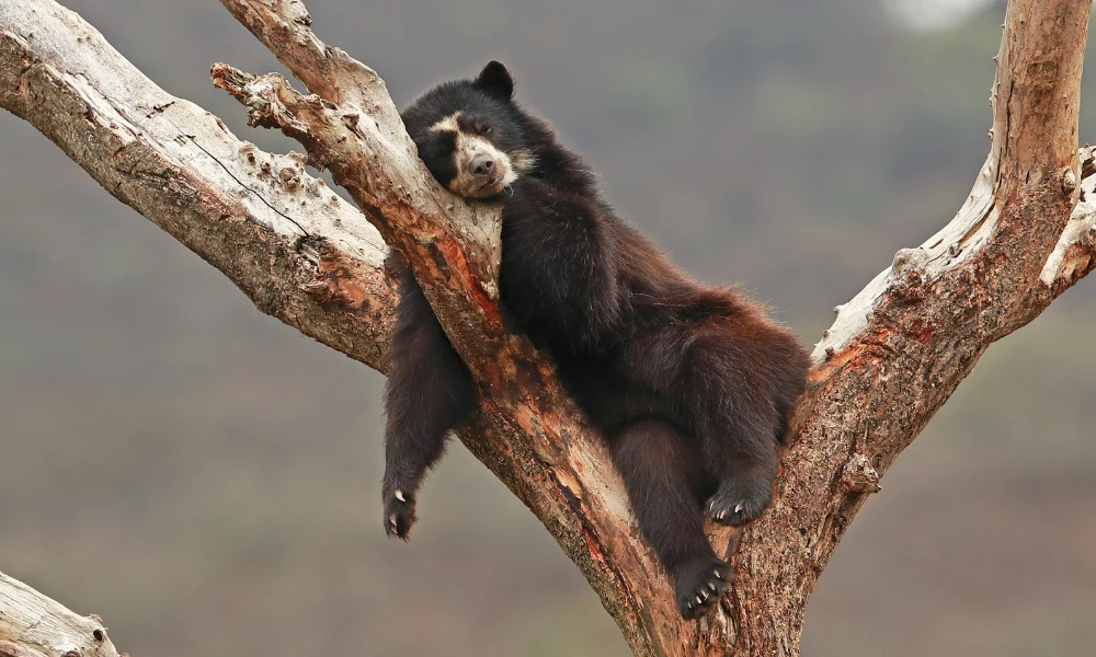 Urso-de-óculos em Manu