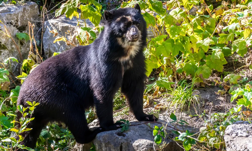 Urso-de-óculos em Manu