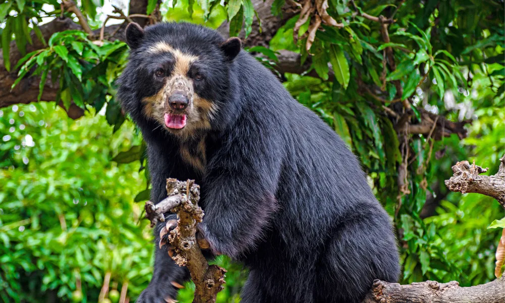 Urso-de-óculos em Manu