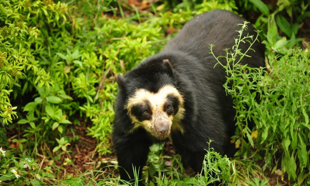 Urso-de-óculos em Manu
