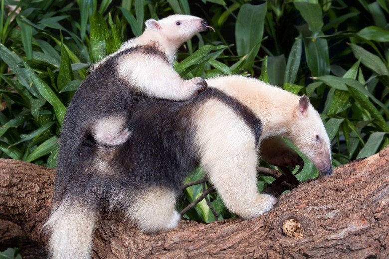 Mamíferos de la Selva Amazónica