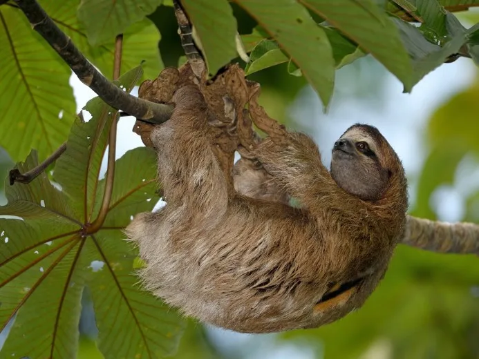 Mamíferos de la Selva Amazónica