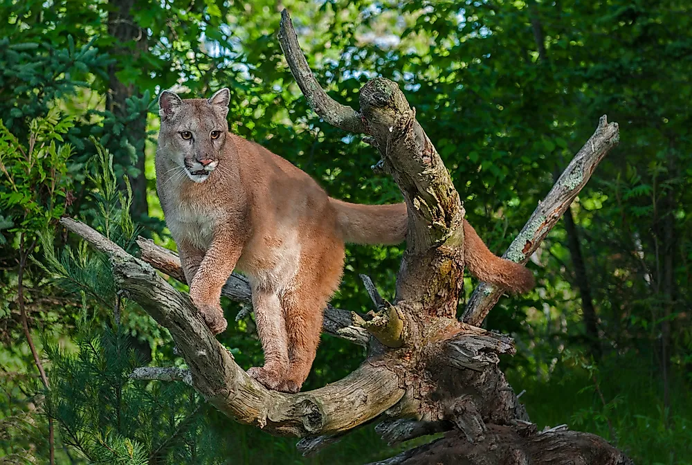 Mamíferos de la Selva Amazónica