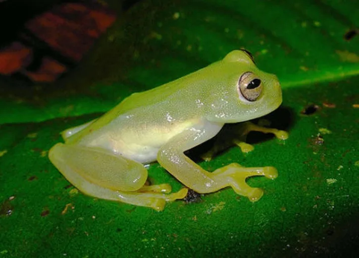 Animais da Floresta Amazônica