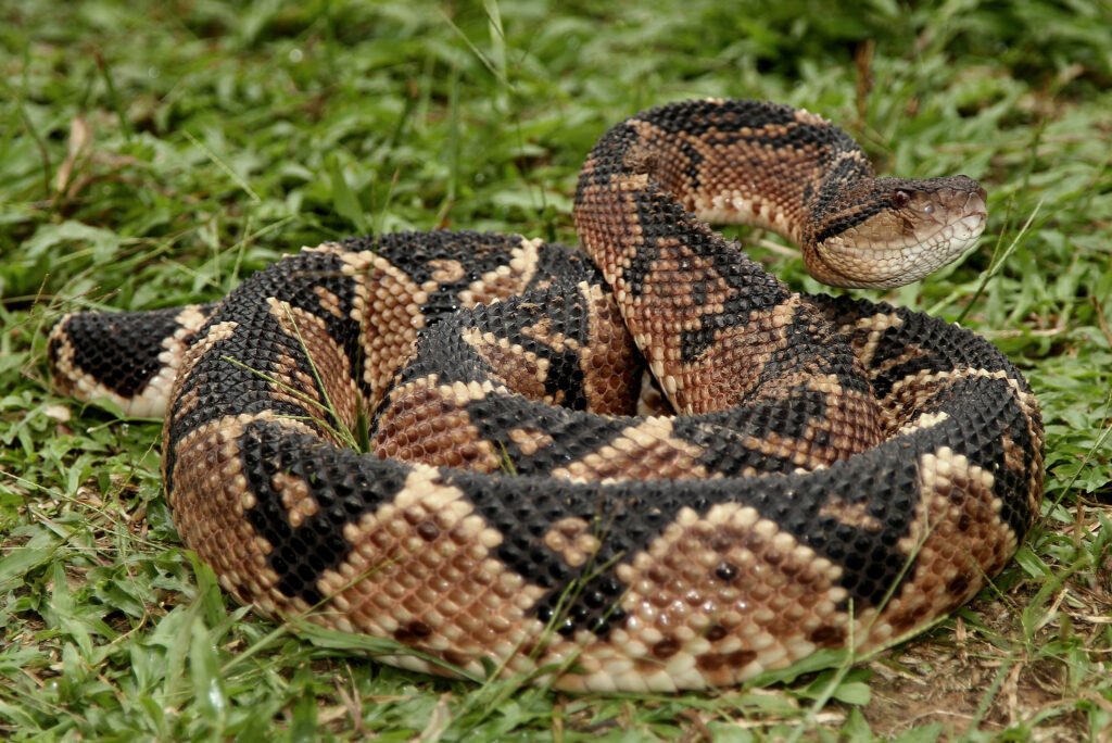 Reptiles of the Amazon Rainforest