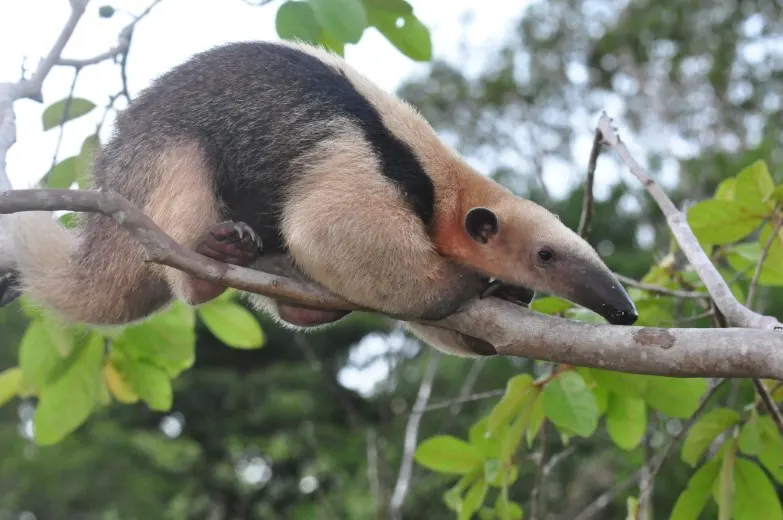 Mamíferos de la Selva Amazónica
