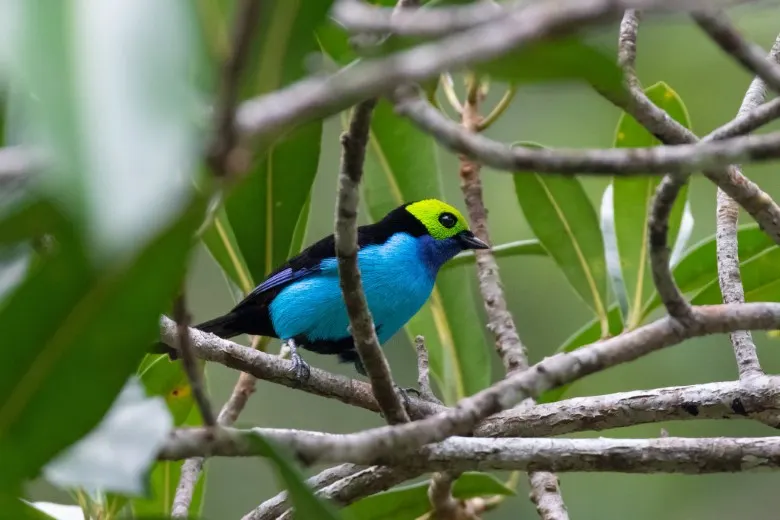 Animais da Floresta Amazônica