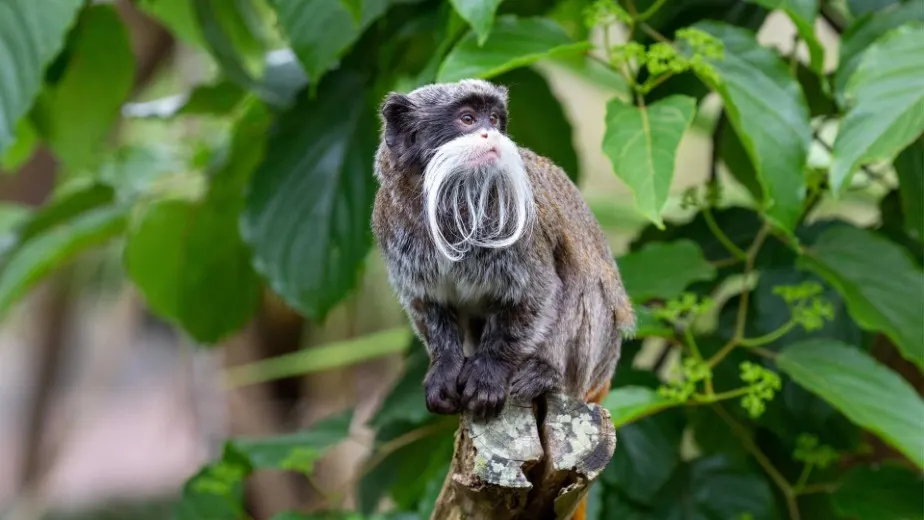 Mamíferos de la Selva Amazónica