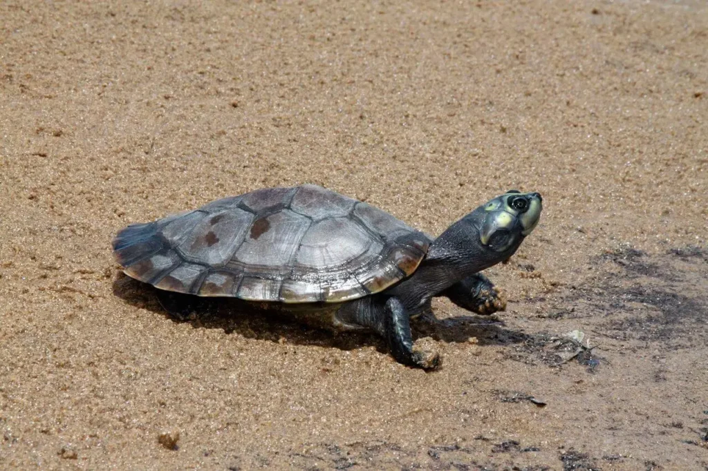 Reptiles of the Amazon Rainforest