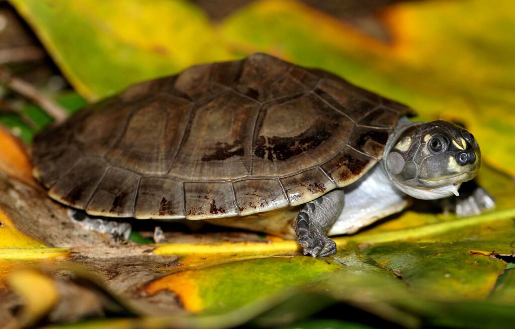 Reptiles of the Amazon Rainforest