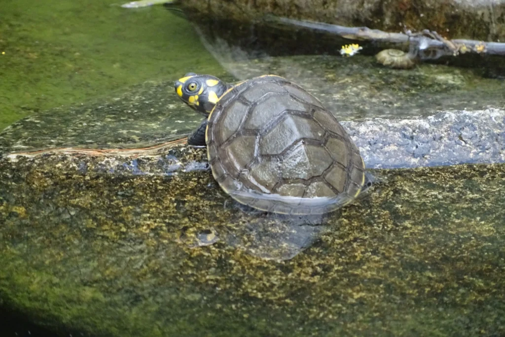 Reptiles of the Amazon Rainforest