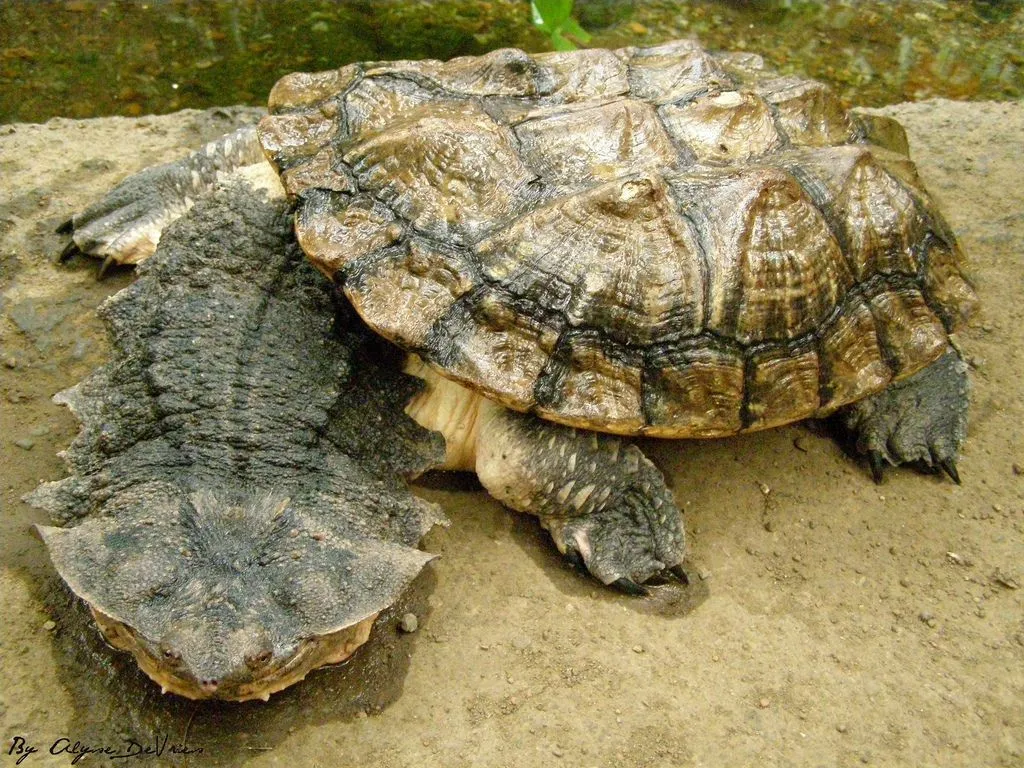 Reptiles of the Amazon Rainforest