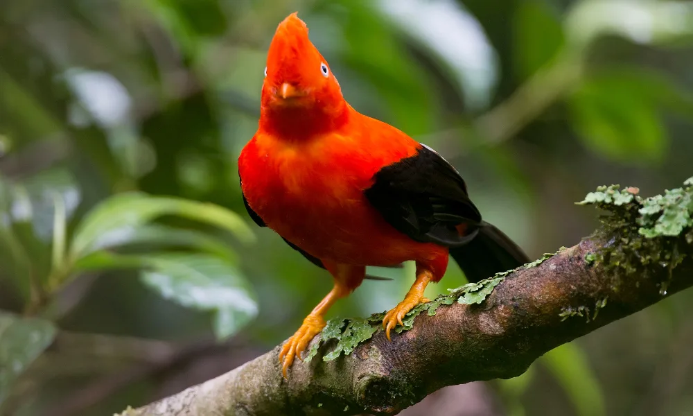 Tours de vida silvestre en la Amazonía peruana