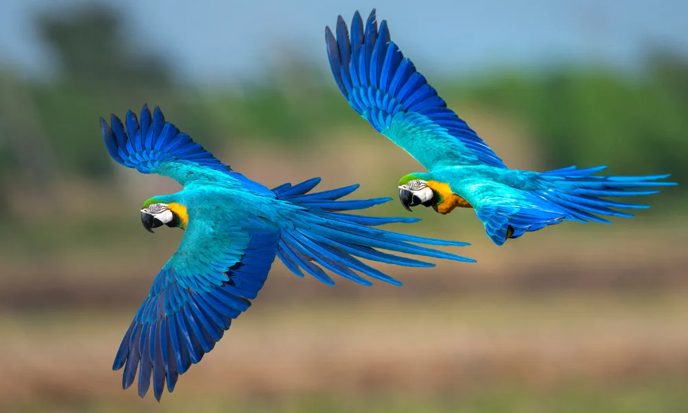 Tours de vida silvestre en la Amazonía peruana