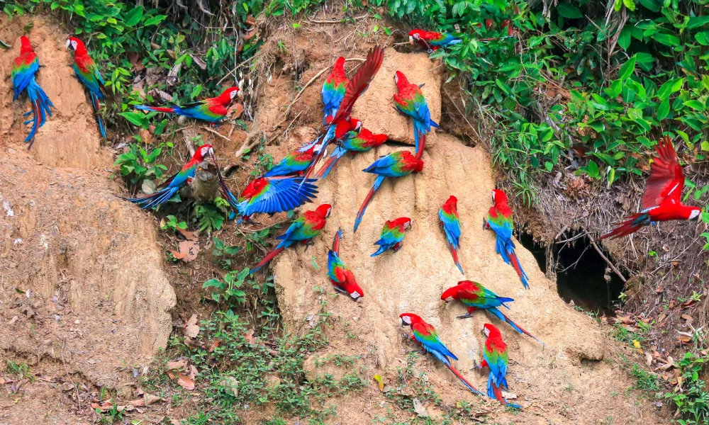 Tours de vida silvestre en la Amazonía peruana