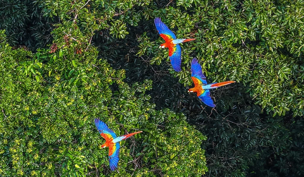 Guide de voyage complet de l’Amazonie péruvienne