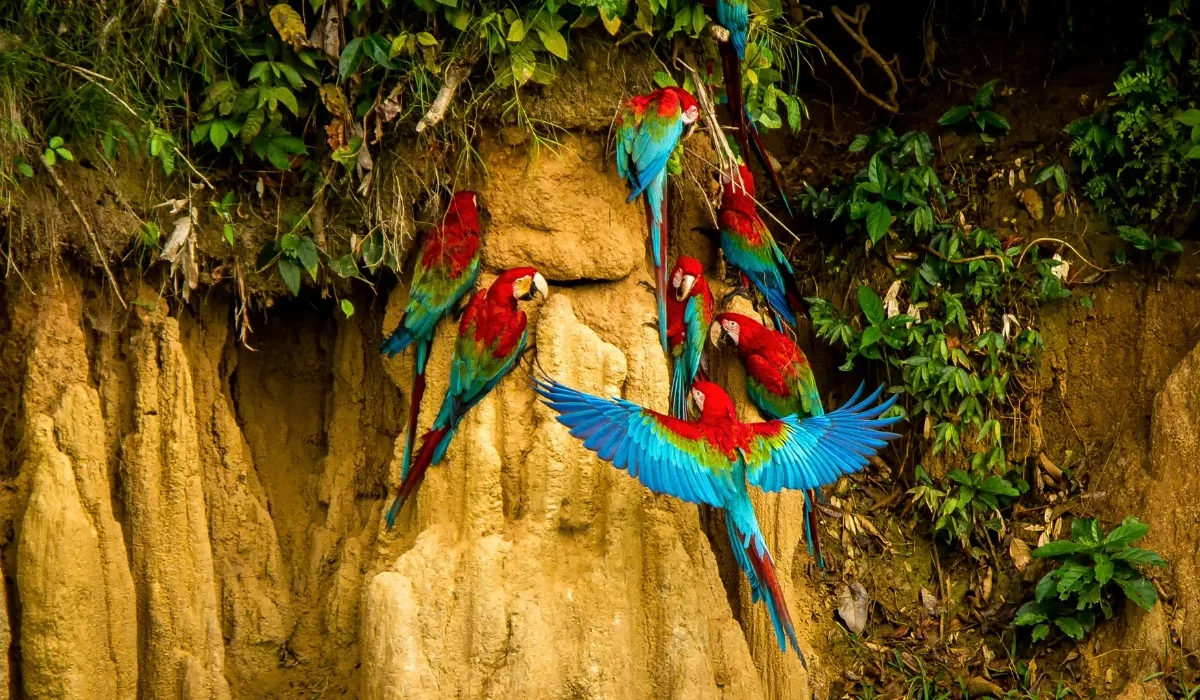 Macaws at Chuncho Clay Lick in the Amazon jungle of Tambopata (2)