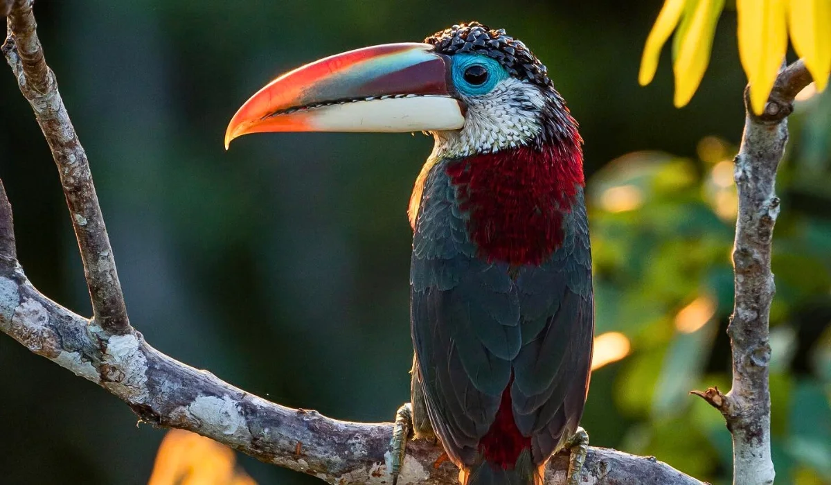 Red-Breasted Toucan In Tambopata