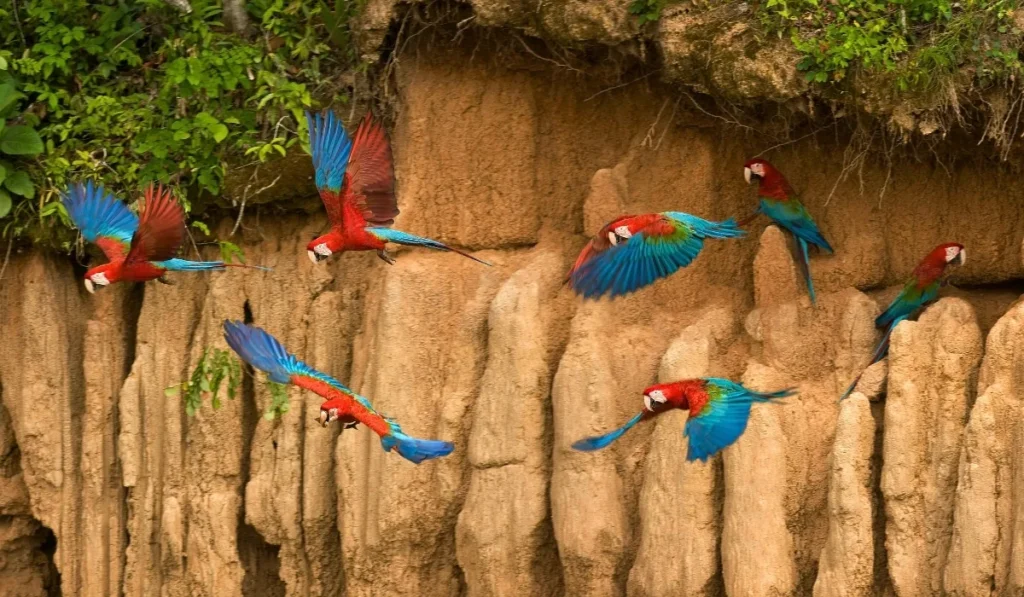 What to Do in Manu National Park: Best Activities What to Do in Manu National Park