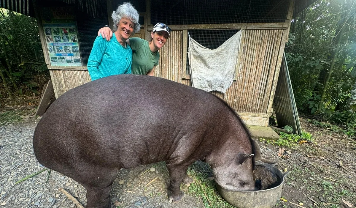 Tapir in South America: Facts and Where to See It in Peru