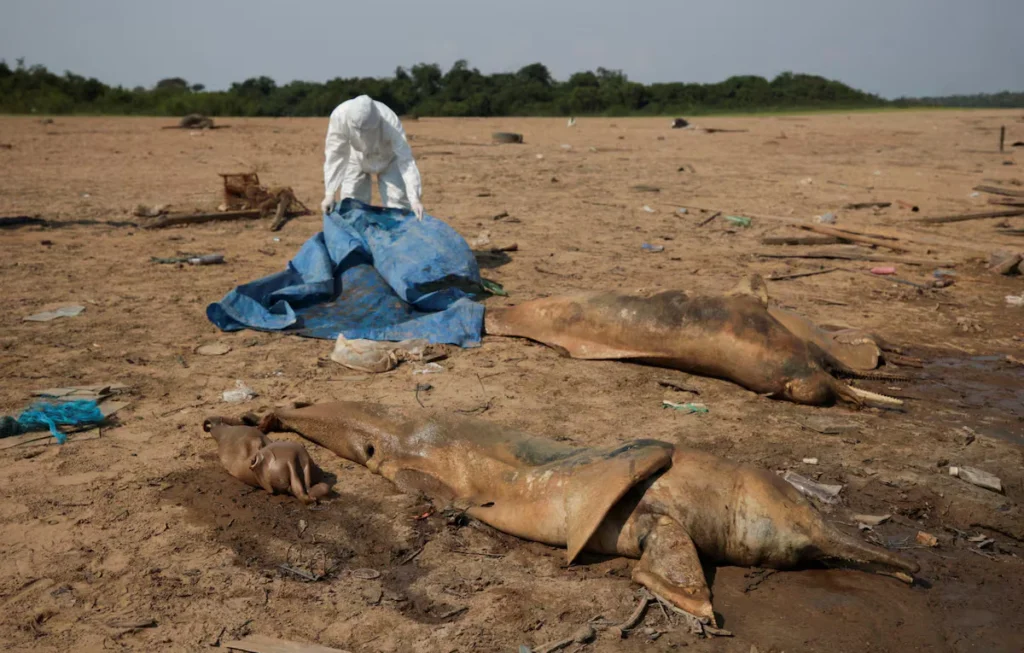 Centos de golfinhos mortos pelos 41 graus recorde nas águas amazônicas: o sinal mais claro de um ecossistema no limite