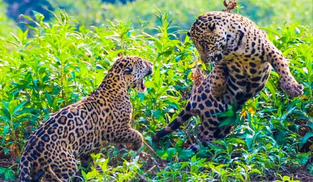 Animals of Manu National Park