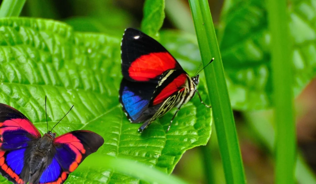 Animals of Manu National Park