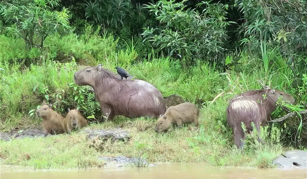 What to Do in Manu National Park: Best Activities What to Do in Manu National Park