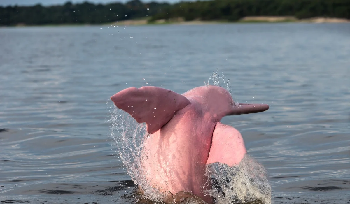 Delfines en la Amazonía peruana