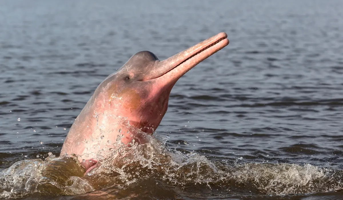Delfines en la Amazonía peruana