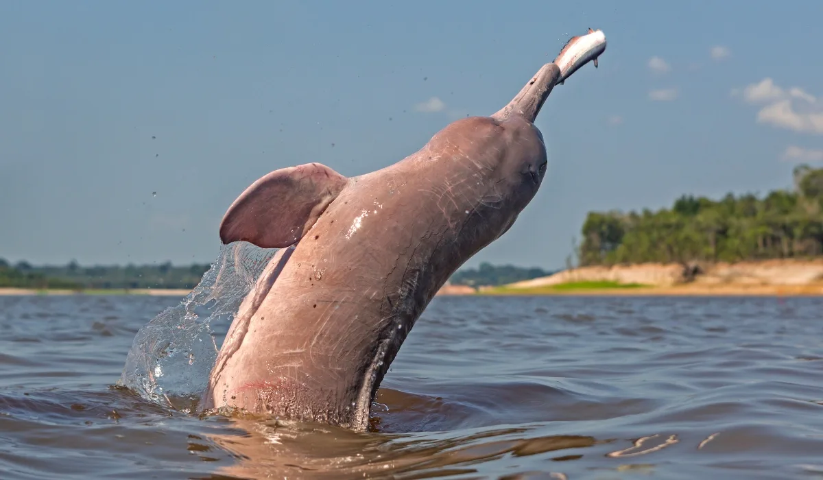 Delfines en la Amazonía peruana