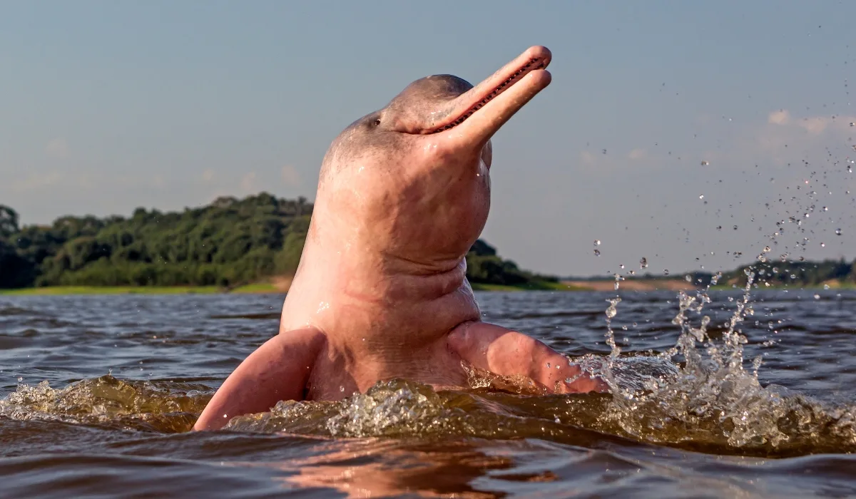 Delfines en la Amazonía peruana