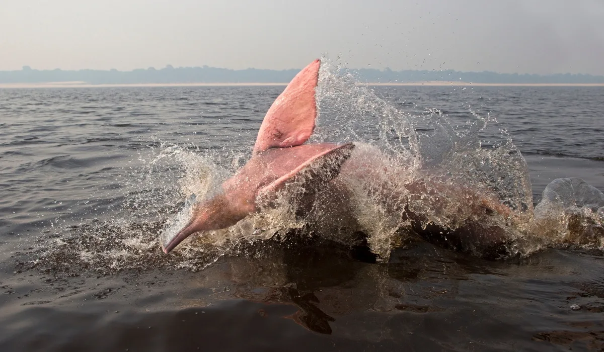 Delfines en la Amazonía peruana