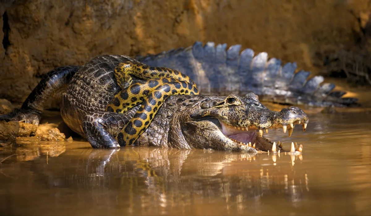 Amazon Rainforest Deadliest Animals: Myths vs Reality