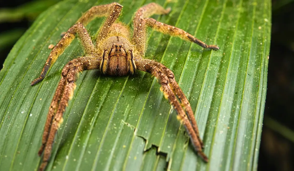 Amazon Rainforest Deadliest Animals: Myths vs Reality