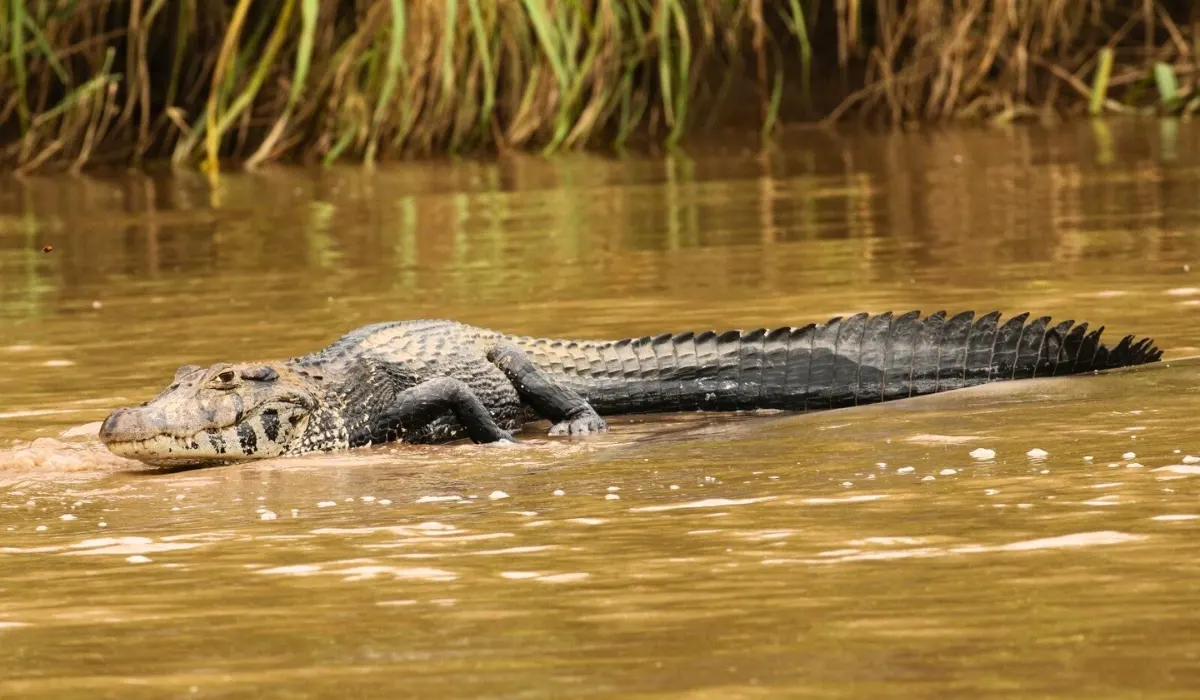 Amazon Rainforest Deadliest Animals: Myths vs Reality