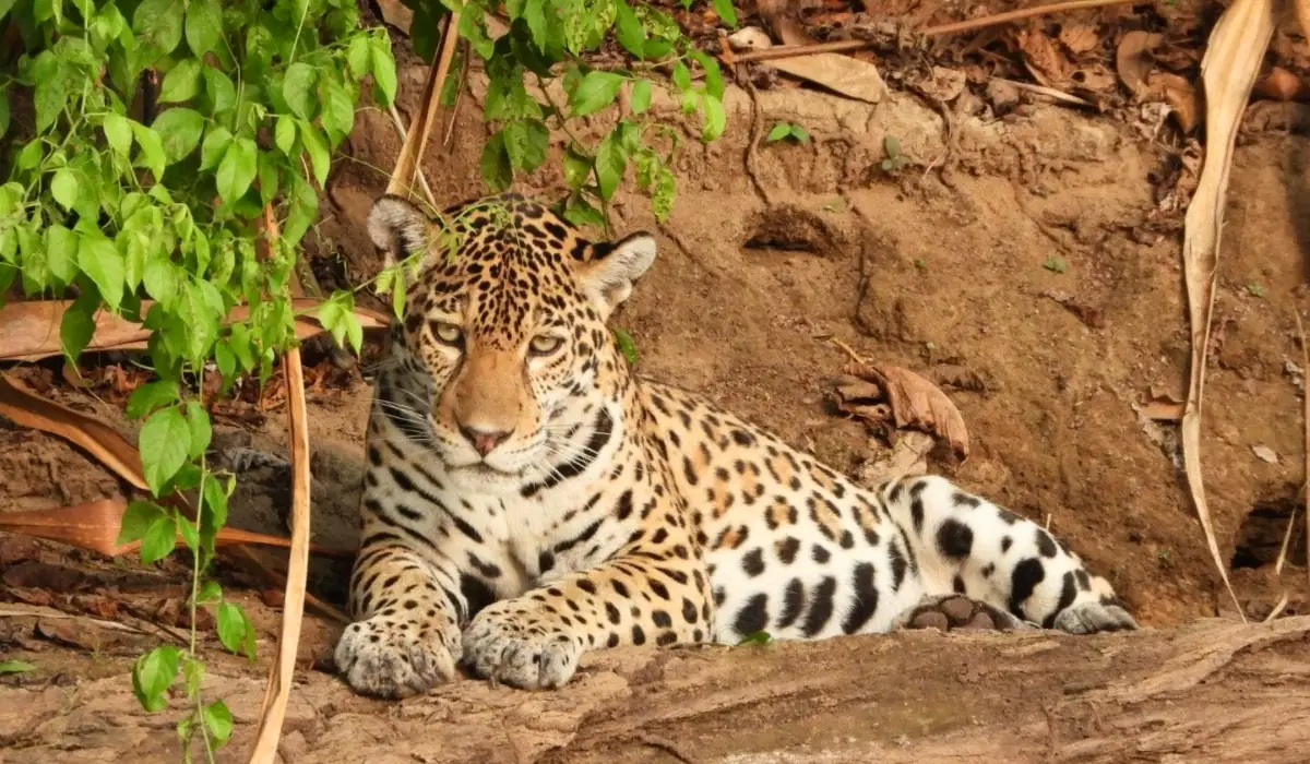 Amazon Rainforest Deadliest Animals: Myths vs Reality
