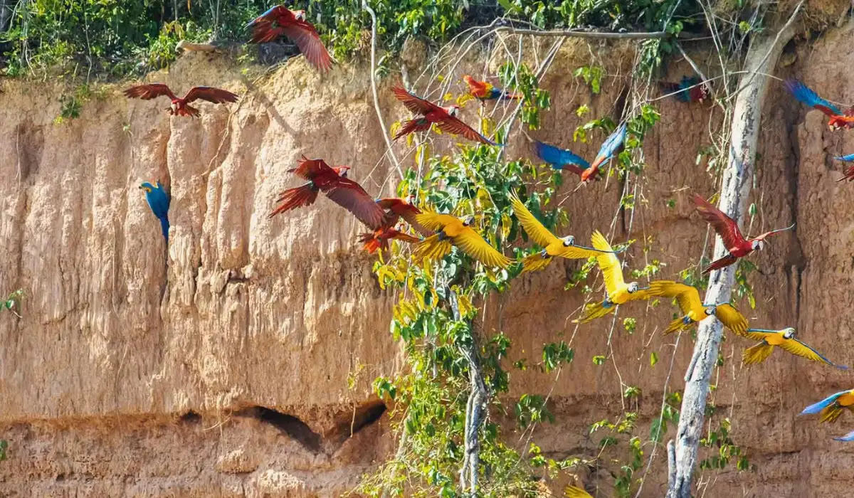 Tambopata Peru: guide for your next Amazon expedition
