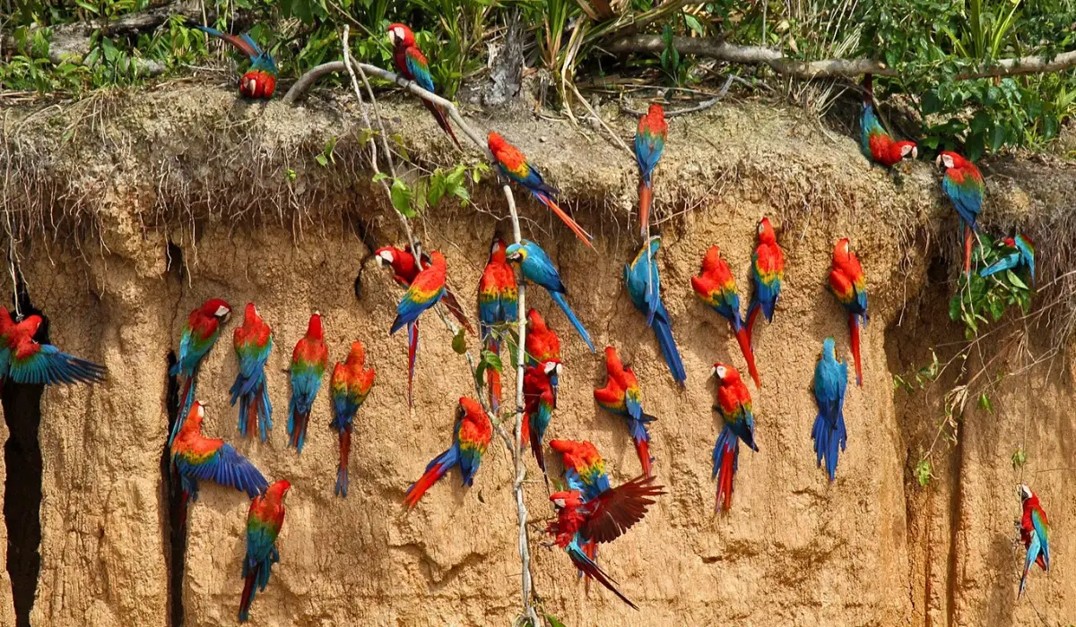 Los mejores tours al Lago Sandoval: expediciones privadas a Tambopata