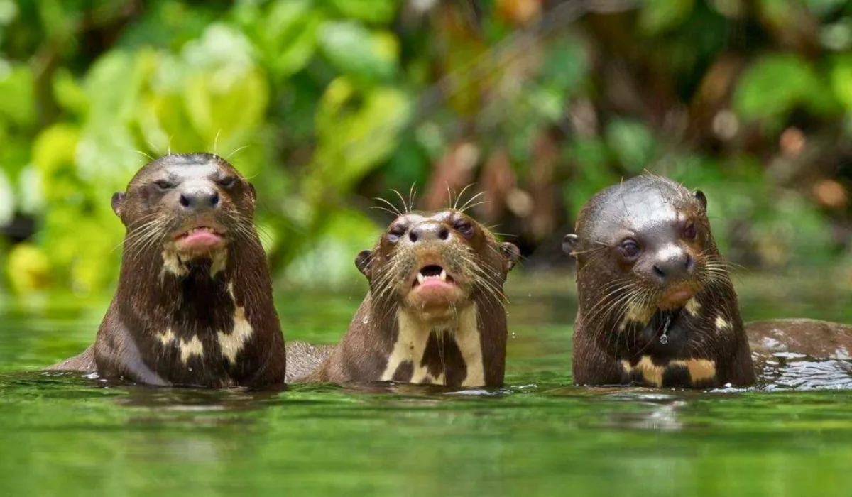 Tambopata Peru: guide for your next Amazon expedition