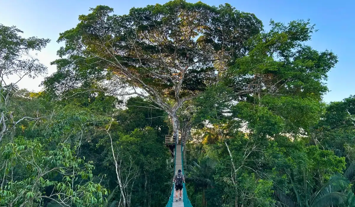 Tambopata Peru: guide for your next Amazon expedition