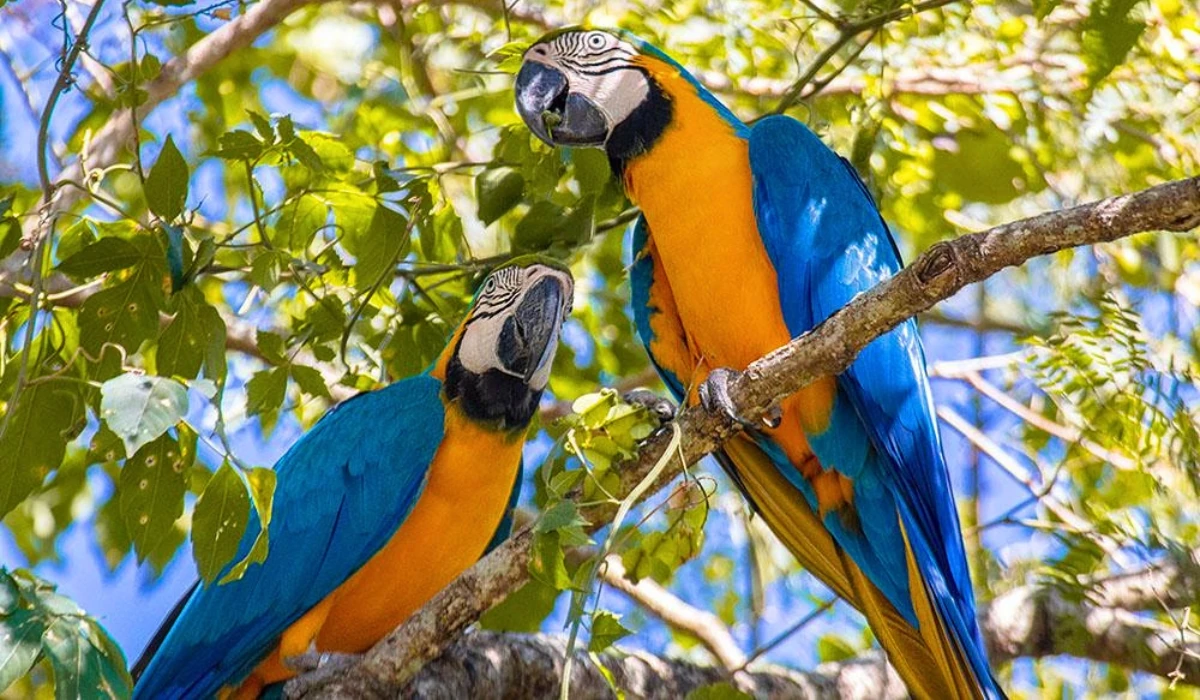 Guacamayo azul y amarillo en la Amazonía peruana