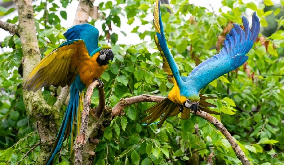 Guacamayo azul y amarillo en la Amazonía peruana