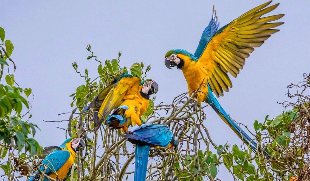 Guacamayo azul y amarillo en la Amazonía peruana
