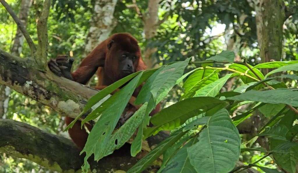 What to expect in Iquitos and the Amazon Iquitos Monkey