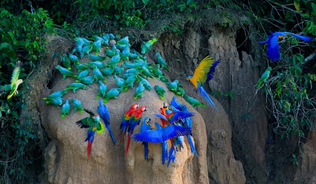 Tour Lago Sandoval – 3 Días en Tambopata
