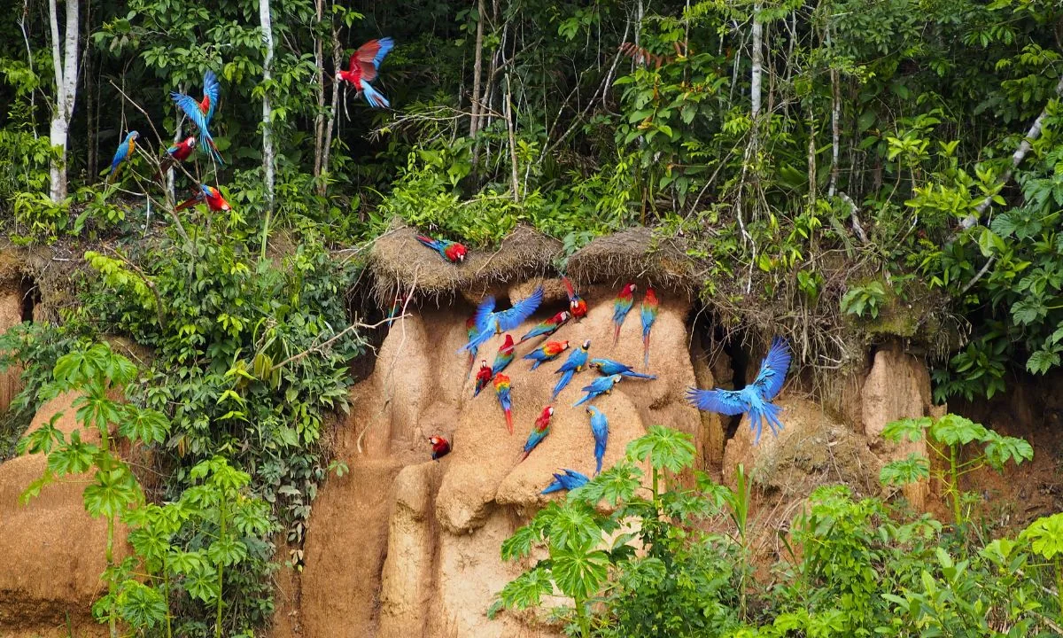Chuncho Macaw Clay Lick Tour