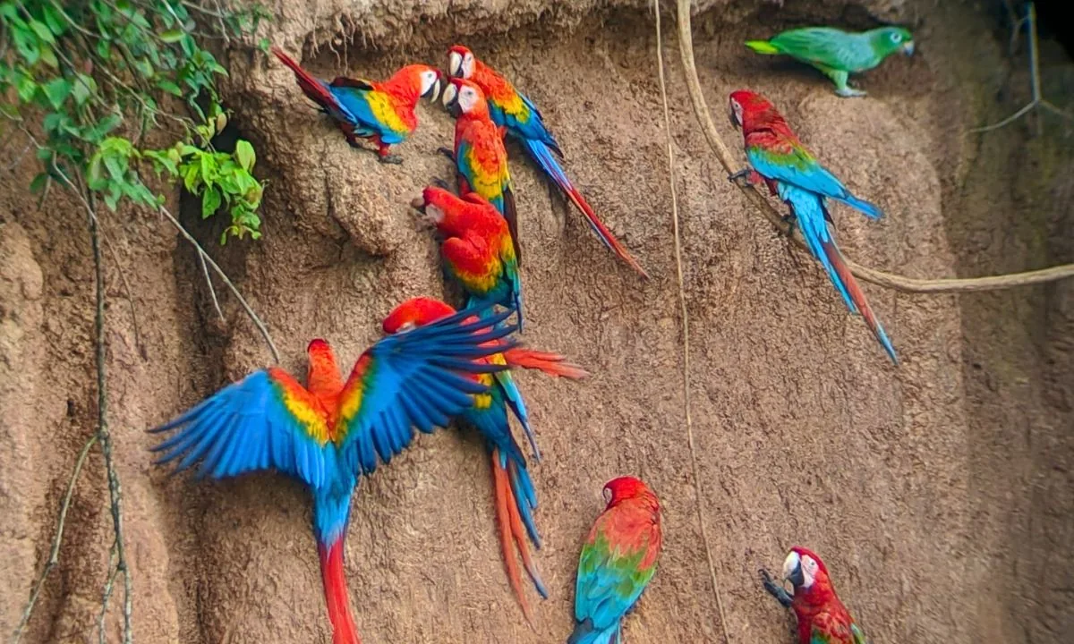 Chuncho Macaw Clay Lick Tour
